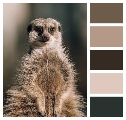 Animal Meerkat Wildlife Image