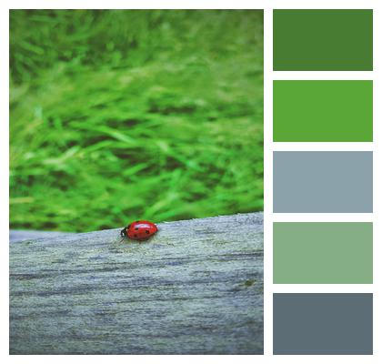 Insect Ladybug Ladybird Image