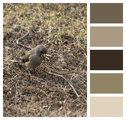 Bird Wildlife Mockingbird Image