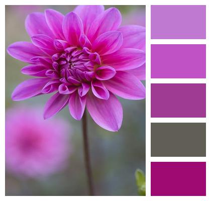 Flower Dahlia Plant Image