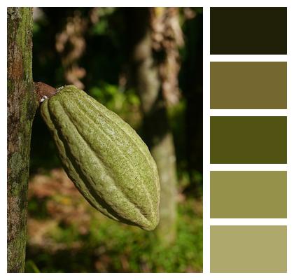 Chocolate Plant Fruit Image