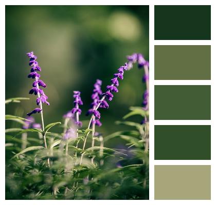 Flowers Sage Plant Image