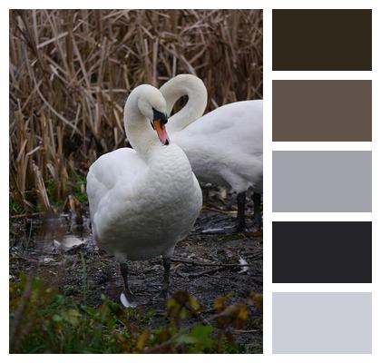 Fowl Water Swan Image