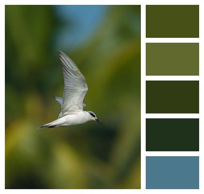 Bird Animal Tern Image