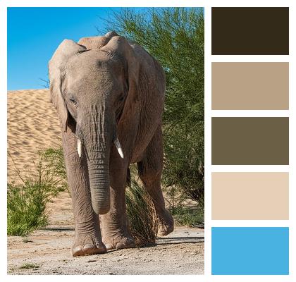 Elephant Desert Sand Image