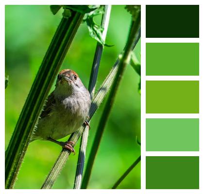 Bird Warbler Blackcap Image