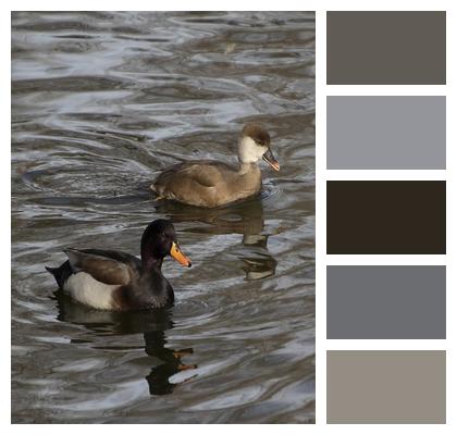 Ducks Mallard Birds Image