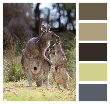 Kangaroos Nature Australia Image