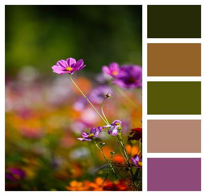 Garden Nature Chrysanthemum Flowers Image