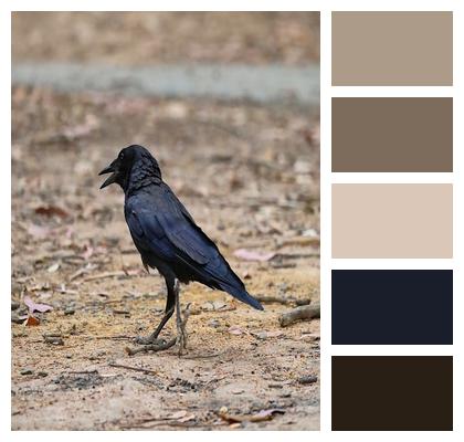Bird Raven Nature Image