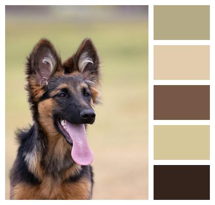 Dog Sheepdog Canine Nature Image