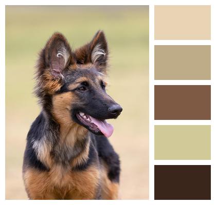 Canine Dog Nature Adorable Image