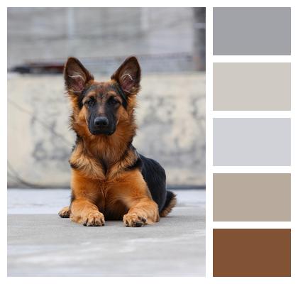 Pet German Shepherd Sheepdog Dog Image