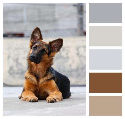 Canine Domestic Dog Cute Dog Image