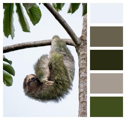 Animal Wildlife Sloth Image