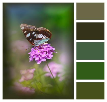 Bokeh Macro Butterfly Insect Image