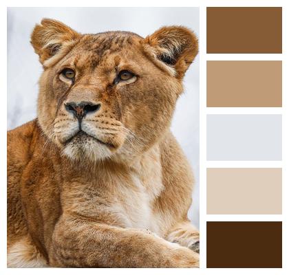 Lion Animal Nature Image
