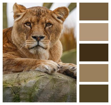 Animal Lion Nature Image