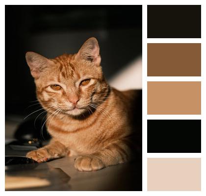 Mammal Cat Nature Image