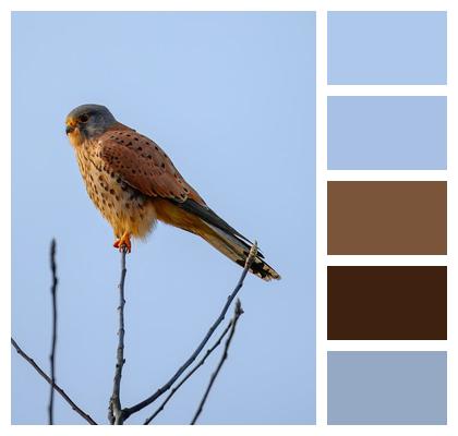 Bird Animal Falcon Image