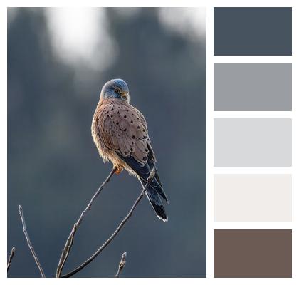 Falcon Animal Bird Image