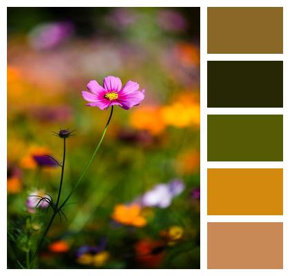 Plant Petals Flower Image