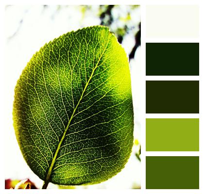Green Sun Leaf Image