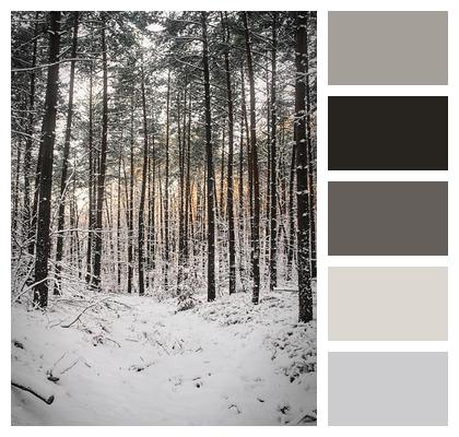 Trees Forest Winter Image