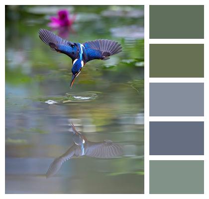 Animal Bird Kingfisher Image