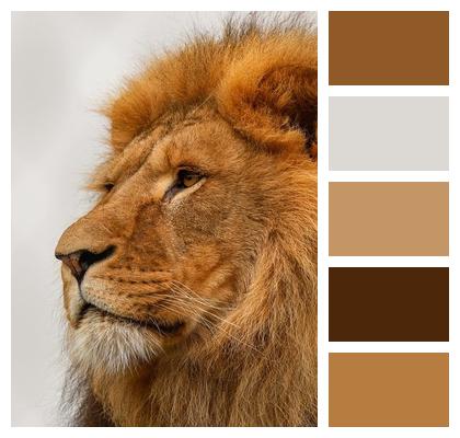 Lion Animal Predator Image