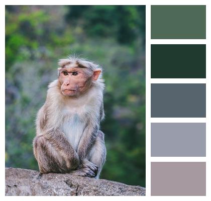 Primate Animal Monkey Image