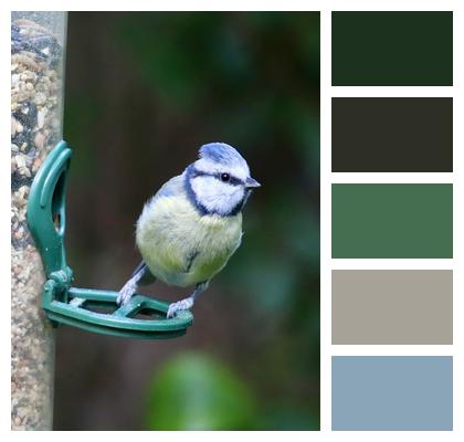 Nature Tit Birdwatching Small Bird Image