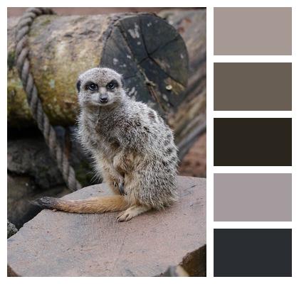 Nature Animal Mammal Meerkat Zoo Wildlife Mongoose Image