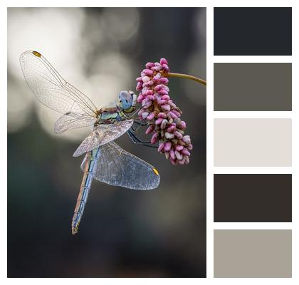 Nature Dragonfly Redveined Darter Flowers Image