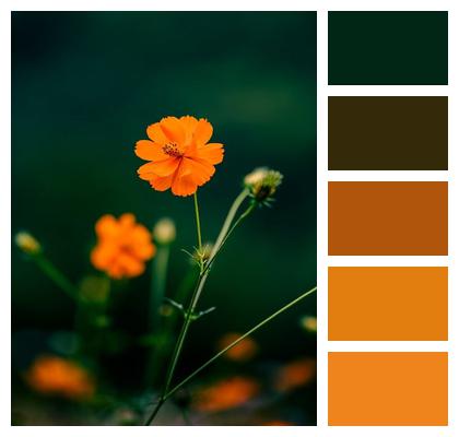 Flower Background Plant Petal Nature Image