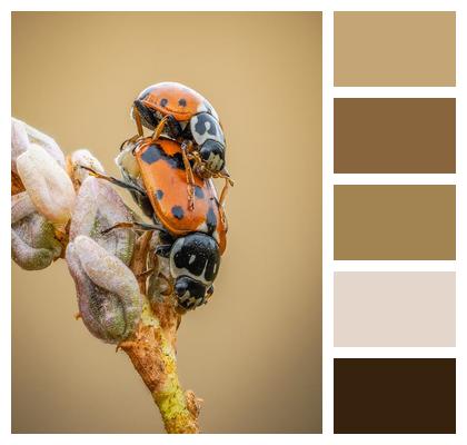 Ladybugs Macro Nature Insects Beetles Image