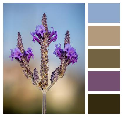 Macro Flora Purple Lavandula Image