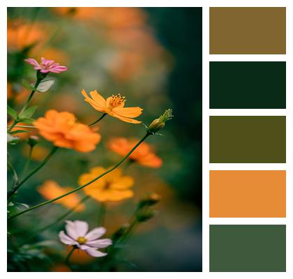 Cosmos Nature Flora Bloom Image