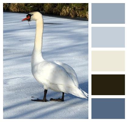 White Nature Frozen Swan Image