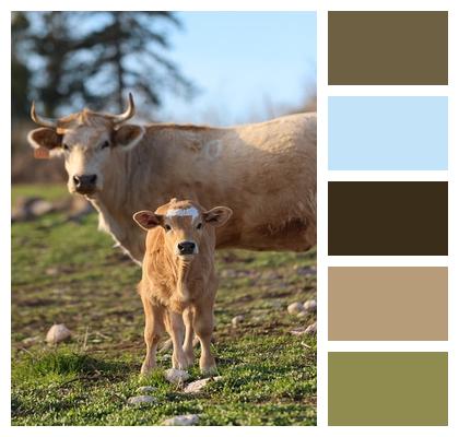 Agriculture Cattle Portrait Ruminant Image
