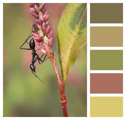 Animal Insect Nature Ant Image