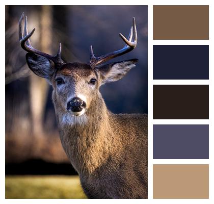 Deer Outdoors Wildlife Antlers Whitetail Buck Male Nature Image