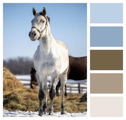 Hay Straw Farm White Animal Nature Horse Image