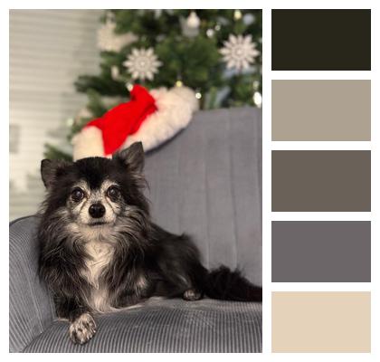 Merry Christmas Background Pet Nature Image