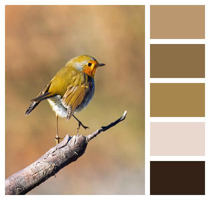 Songbird Robin Bird Watching Ornithology Image
