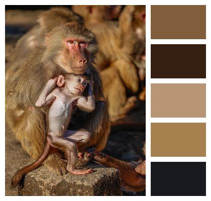 Monkeys Nature Animals Mammals Image