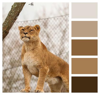 Predator Animal Lion Nature Image