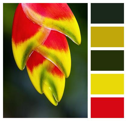 Heliconia Tropical Flower Lobster Claw Plant Bloom Image