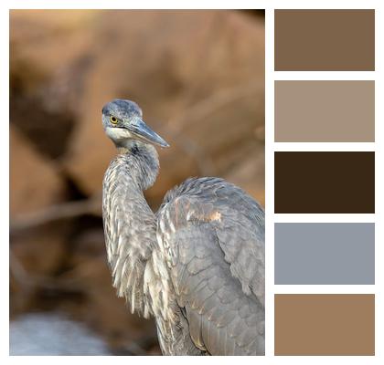 Feather Wildlife Blue Heron Avian Image