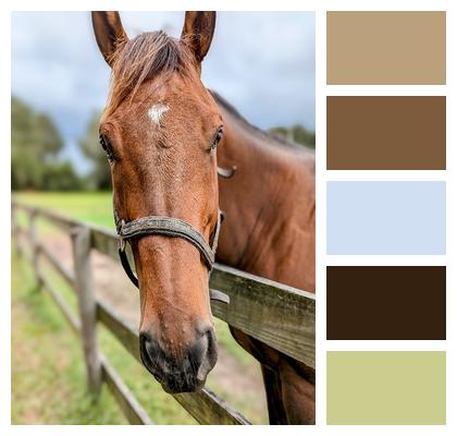 Thoroughbred Nature Mare Pasture Broodmare Horse Fence Farm Animal Racing Barn Mammal Image